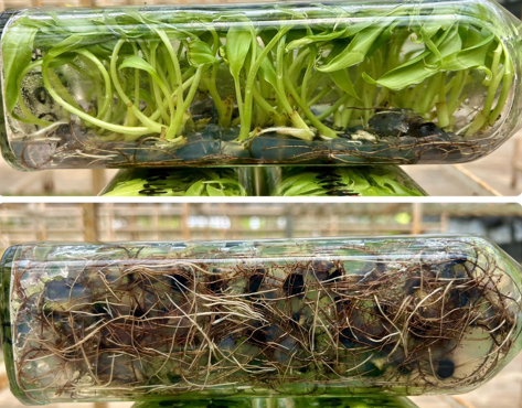 [SALE !!!] Bottle 40 plants Tissue Culture [Aglaonema Alocasia Anthurium Monstera Musa Philodendron]