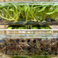 [SALE !!!] Bottle 40 plants Tissue Culture [Aglaonema Alocasia Anthurium Monstera Musa Philodendron]