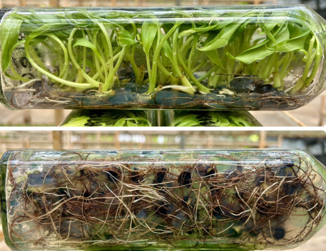 [SALE !!!] Bottle 40 plants Tissue Culture [Aglaonema Alocasia Anthurium Monstera Musa Philodendron]