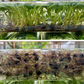 [SALE !!!] Bottle 40 plants Tissue Culture [Aglaonema Alocasia Anthurium Monstera Musa Philodendron]