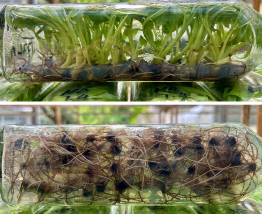 [SALE !!!] Bottle 40 plants Tissue Culture [Aglaonema Alocasia Anthurium Monstera Musa Philodendron]