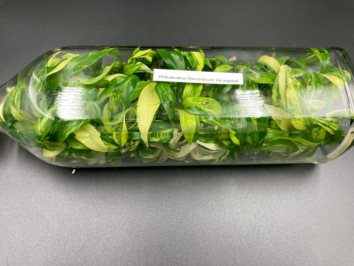 [SALE !!!] Bottle 40 plants Tissue Culture [Aglaonema Alocasia Anthurium Monstera Musa Philodendron]