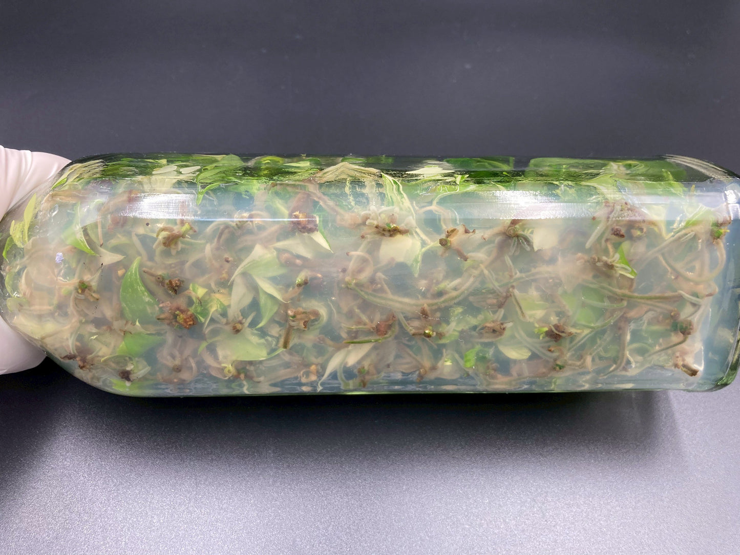 [SALE !!!] Bottle 40 plants Tissue Culture [Aglaonema Alocasia Anthurium Monstera Musa Philodendron]