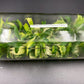 [SALE !!!] Bottle 40 plants Tissue Culture [Aglaonema Alocasia Anthurium Monstera Musa Philodendron]