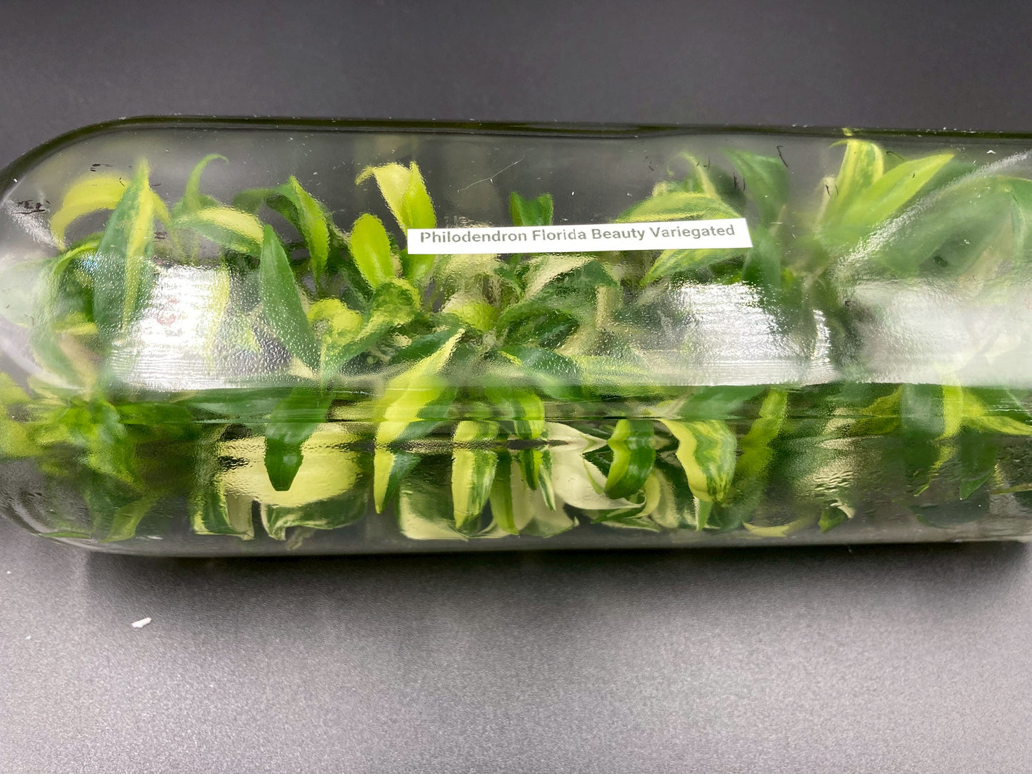 [SALE !!!] Bottle 40 plants Tissue Culture [Aglaonema Alocasia Anthurium Monstera Musa Philodendron]