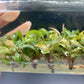 [SALE !!!] Bottle 40 plants Tissue Culture [Aglaonema Alocasia Anthurium Monstera Musa Philodendron]