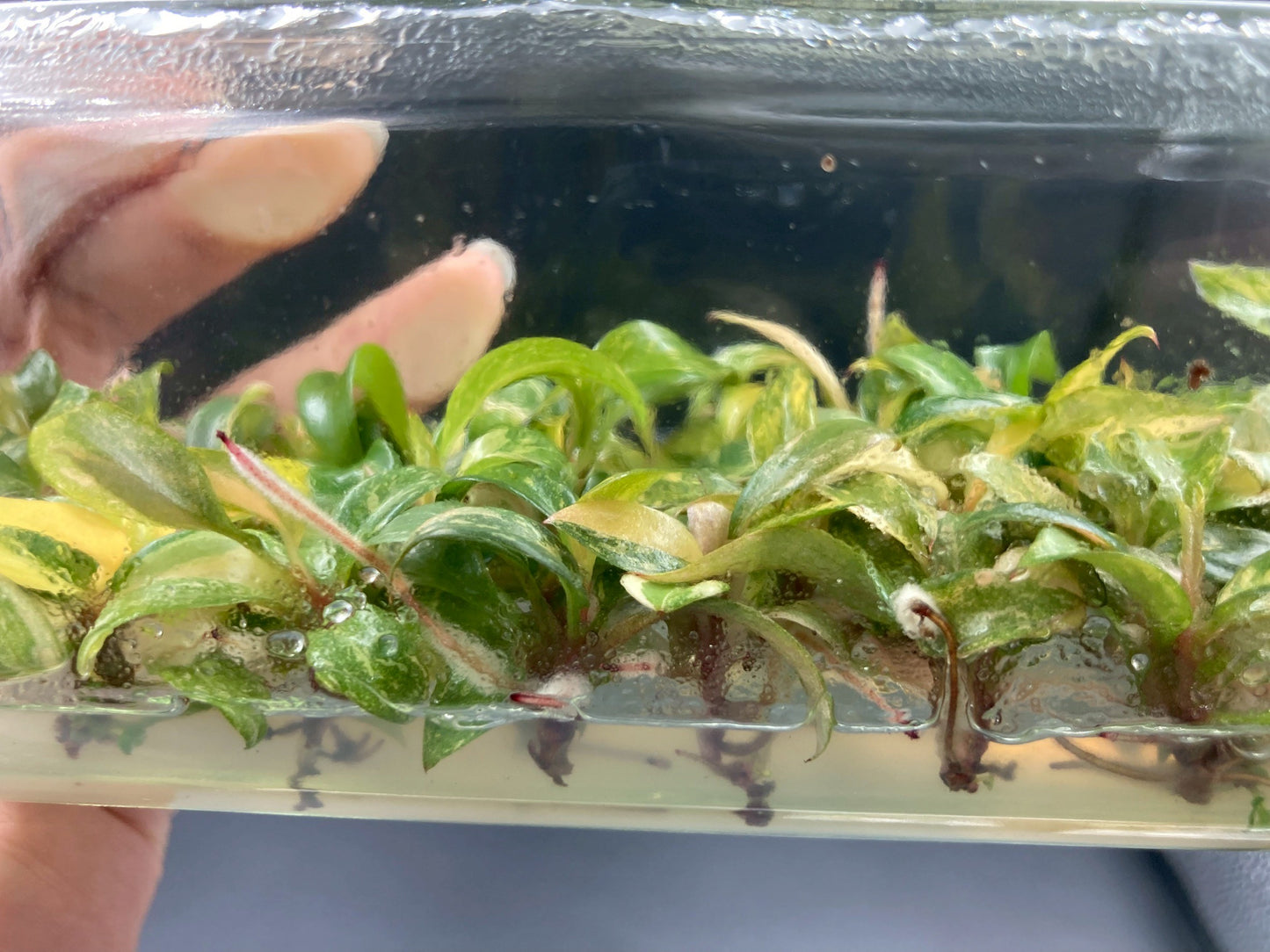 [SALE !!!] Bottle 40 plants Tissue Culture [Aglaonema Alocasia Anthurium Monstera Musa Philodendron]