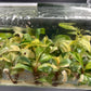 [SALE !!!] Bottle 40 plants Tissue Culture [Aglaonema Alocasia Anthurium Monstera Musa Philodendron]