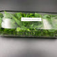 [SALE !!!] Bottle 40 plants Tissue Culture [Aglaonema Alocasia Anthurium Monstera Musa Philodendron]