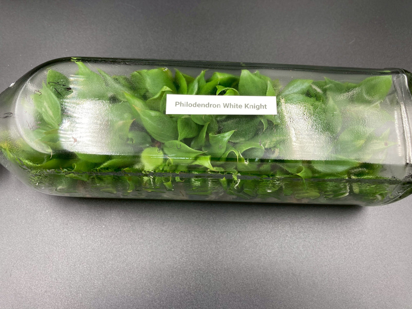 [SALE !!!] Bottle 40 plants Tissue Culture [Aglaonema Alocasia Anthurium Monstera Musa Philodendron]