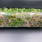 [SALE !!!] Bottle 40 plants Tissue Culture [Aglaonema Alocasia Anthurium Monstera Musa Philodendron]