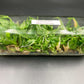 [SALE !!!] Bottle 40 plants Tissue Culture [Aglaonema Alocasia Anthurium Monstera Musa Philodendron]