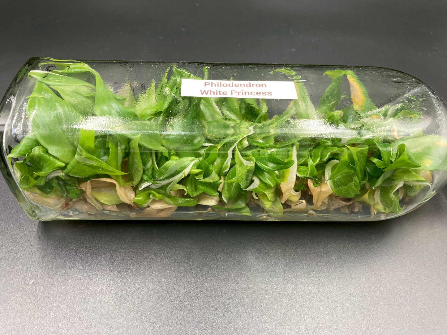 [SALE !!!] Bottle 40 plants Tissue Culture [Aglaonema Alocasia Anthurium Monstera Musa Philodendron]