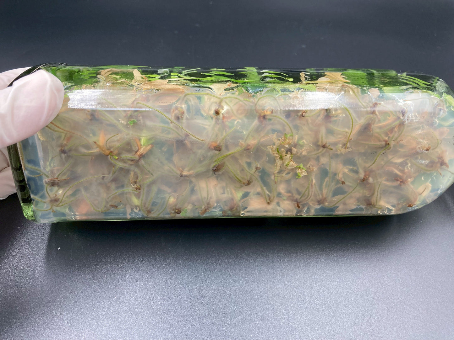 [SALE !!!] Bottle 40 plants Tissue Culture [Aglaonema Alocasia Anthurium Monstera Musa Philodendron]
