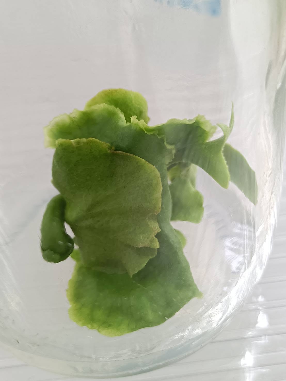 Platycerium Ellisii