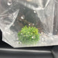 Drosera Spatulata Tissue Culture Bag 1 plant