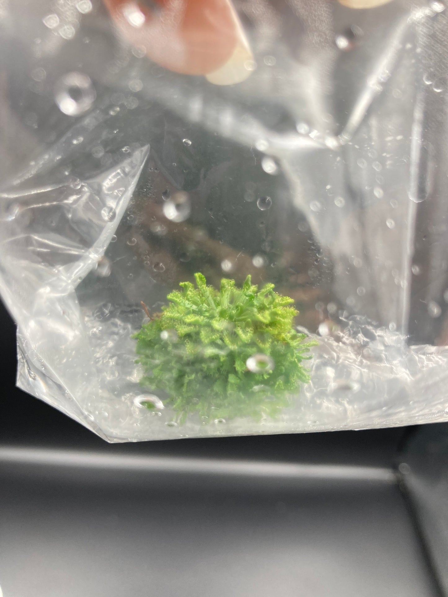 Drosera Spatulata Tissue Culture Bag 1 plant