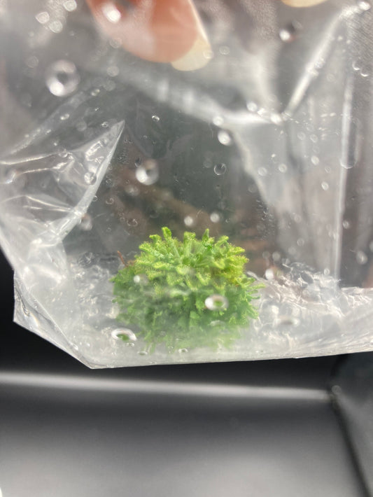 Drosera Aliciae Tissue Culture Bag 1 plant