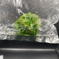 Drosera Spatulata Tissue Culture Bag 1 plant