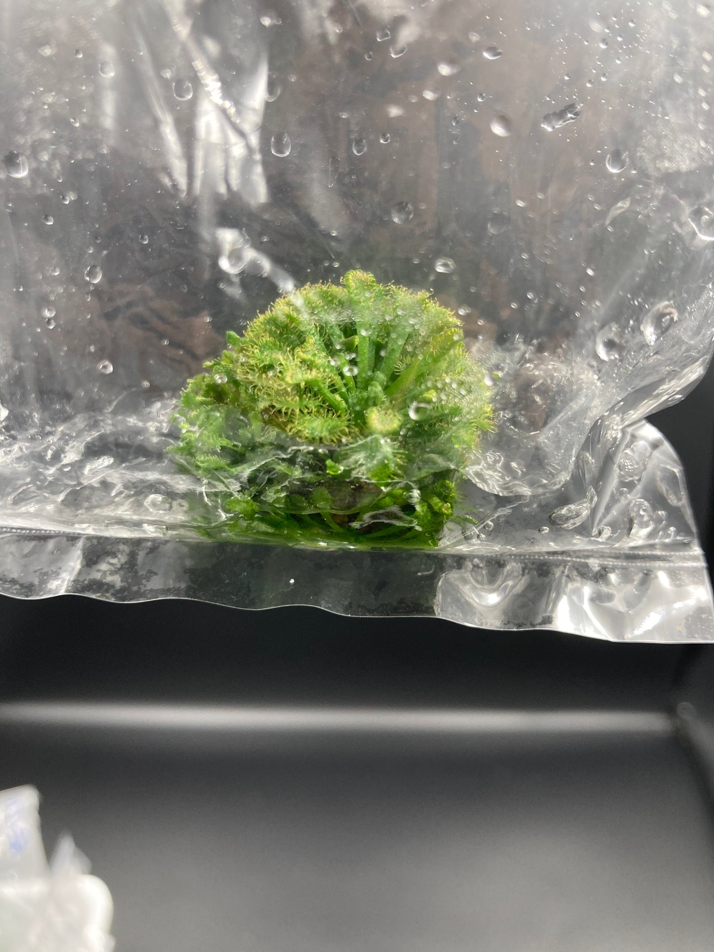 Drosera Spatulata Tissue Culture Bag 1 plant
