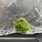 Drosera Spatulata Tissue Culture Bag 1 plant