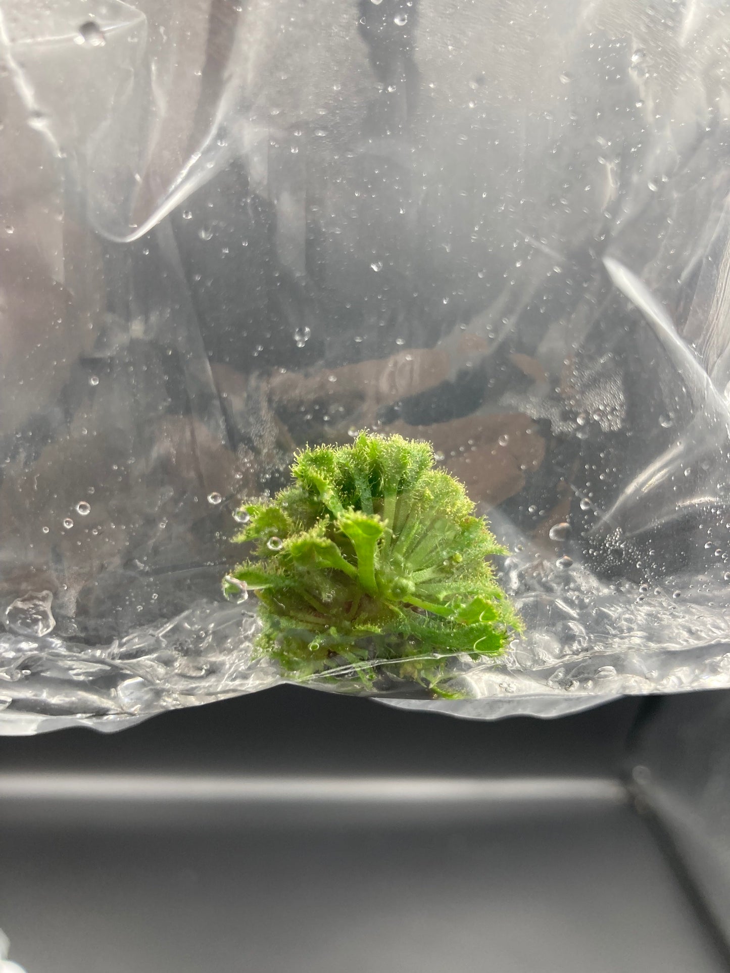Drosera Spatulata Tissue Culture Bag 1 plant