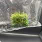 Drosera Spatulata Tissue Culture Bag 1 plant