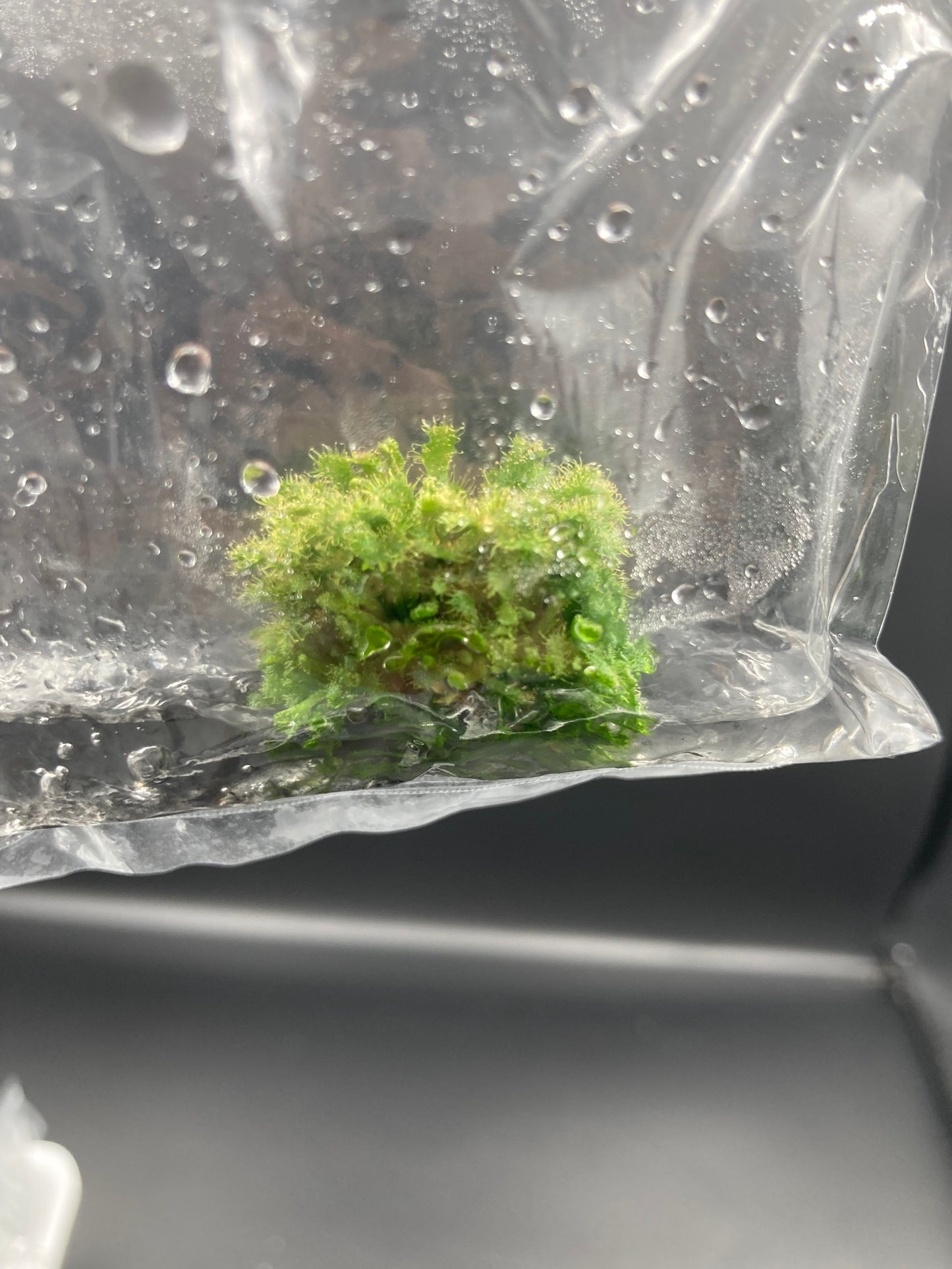 Drosera Spatulata Tissue Culture Bag 1 plant