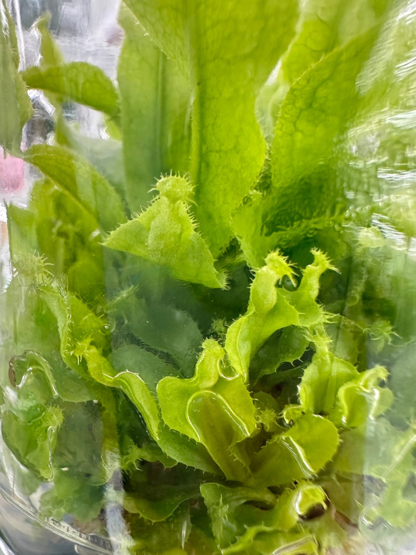 Nepenthes Tissue Culture Plant 1 PCS.