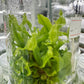 Nepenthes Tissue Culture Plant 1 PCS.