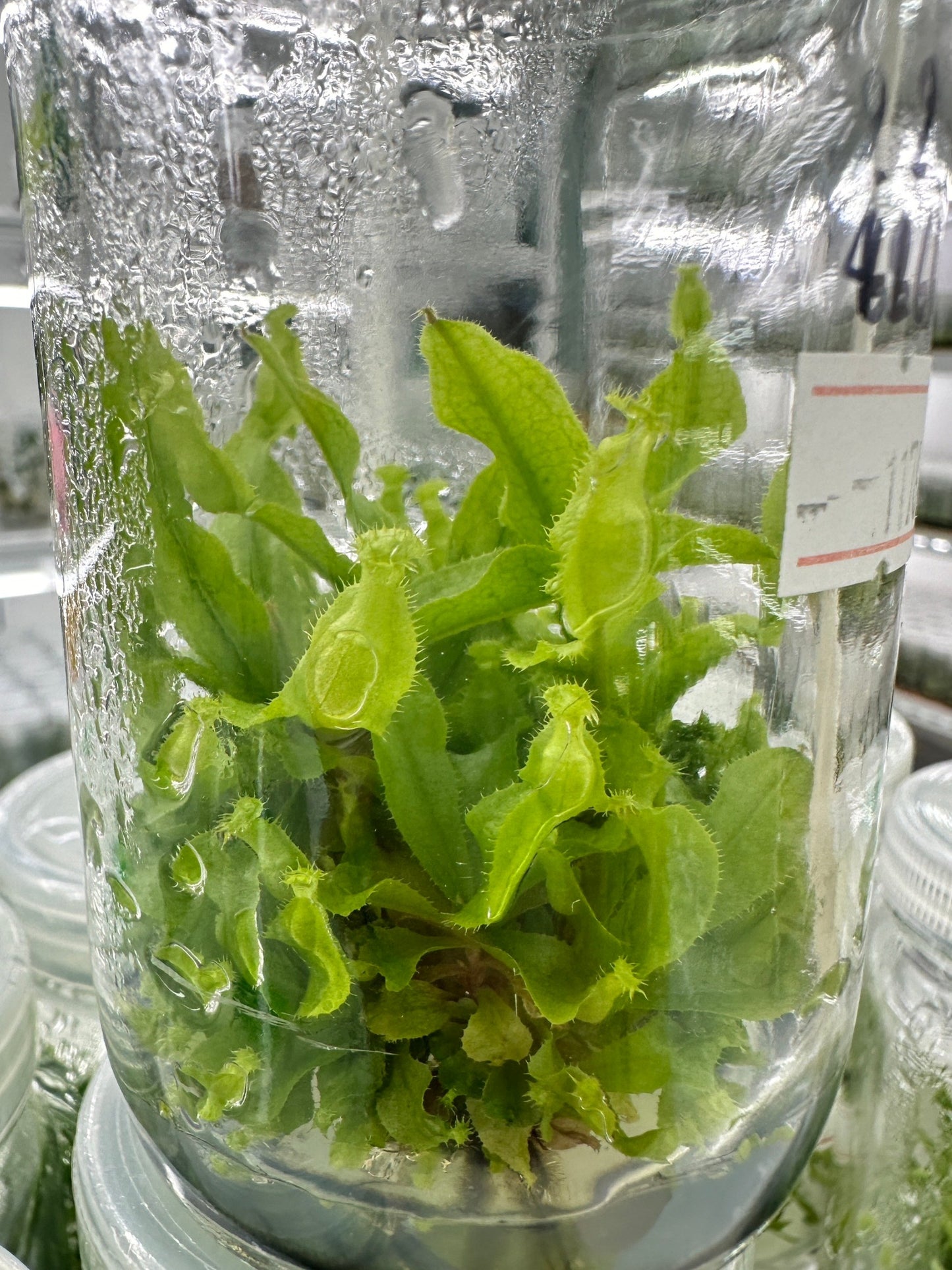 Nepenthes Tissue Culture Plant 1 PCS.