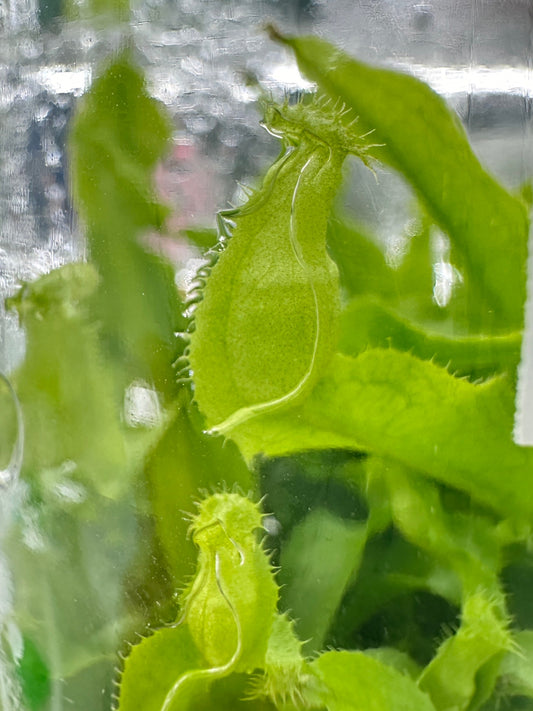 Nepenthes Tissue Culture Plant 1 PCS.