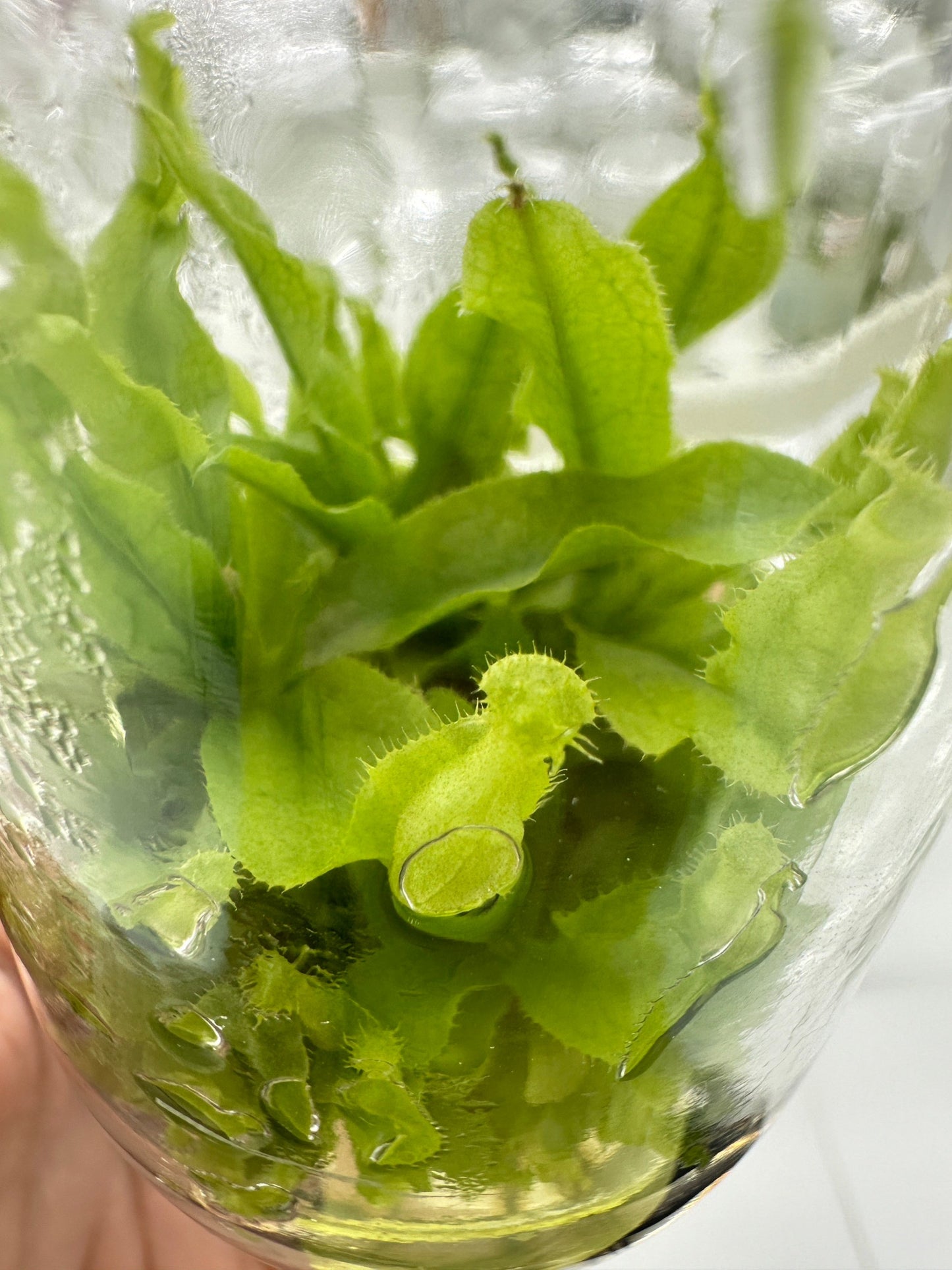 Nepenthes Tissue Culture Plant 1 PCS.