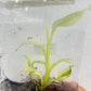 Musa Nono Banana Variegated Tissue Culture Plant 1 PCS.