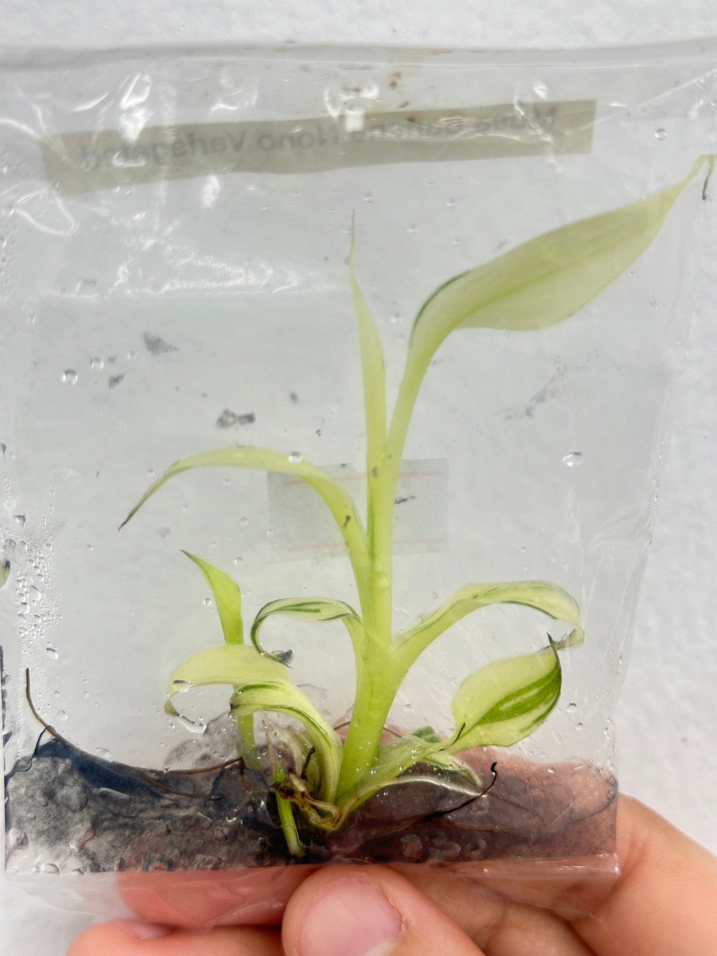 Musa Nono Banana Variegated Tissue Culture Plant 1 PCS.