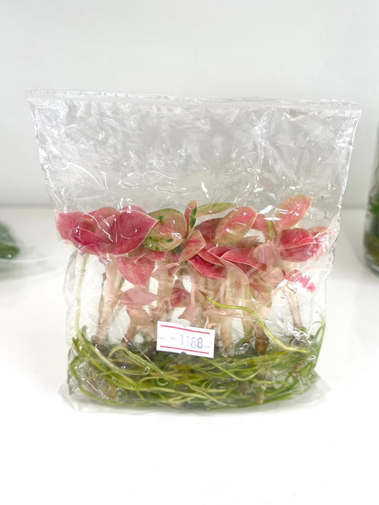 Aglaonema rainbow (Kamlaithong) Tissue Culture Plants 10 PCS.