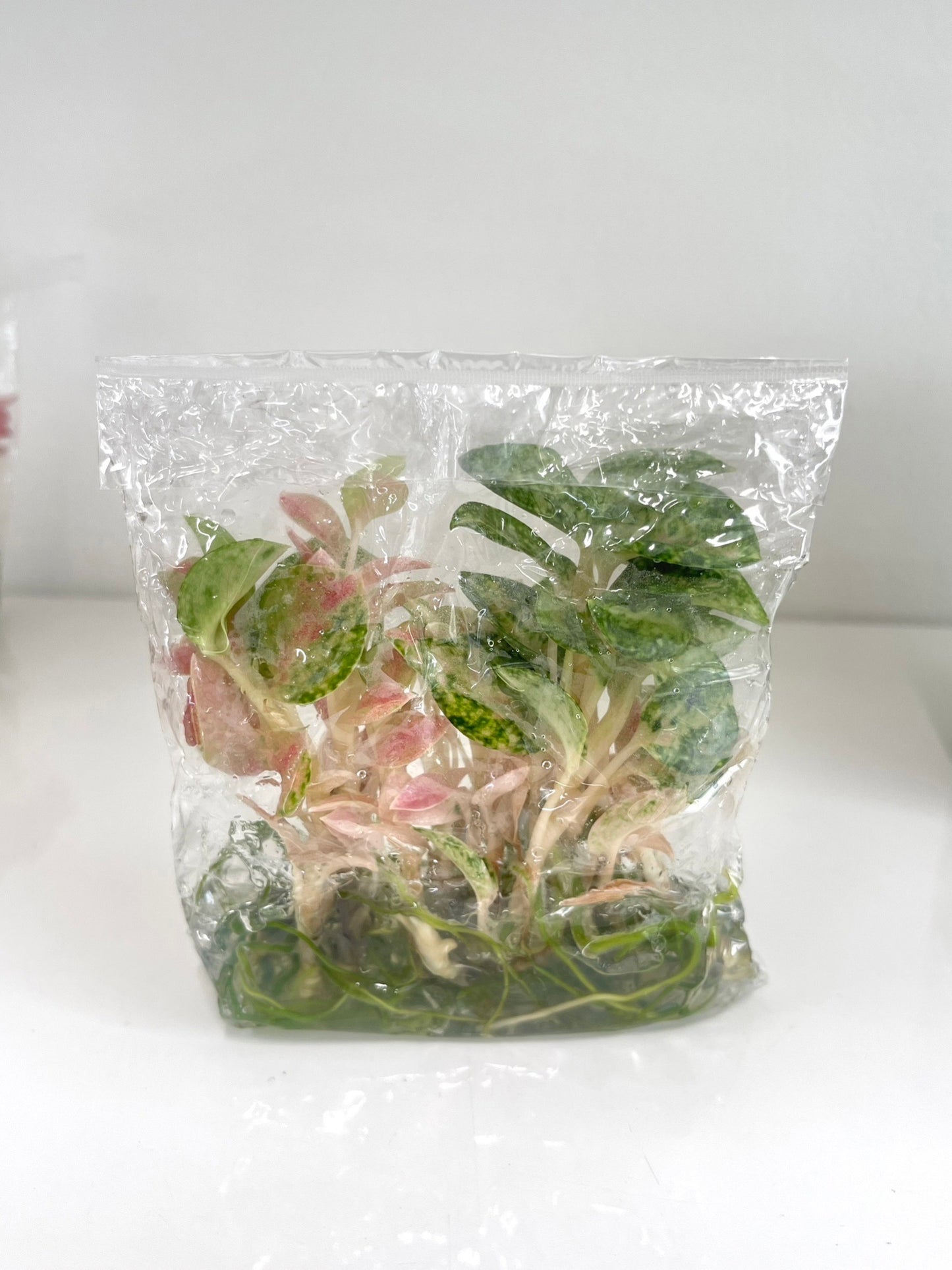 Aglaonema rainbow (Kamlaithong) Tissue Culture Plants 10 PCS.