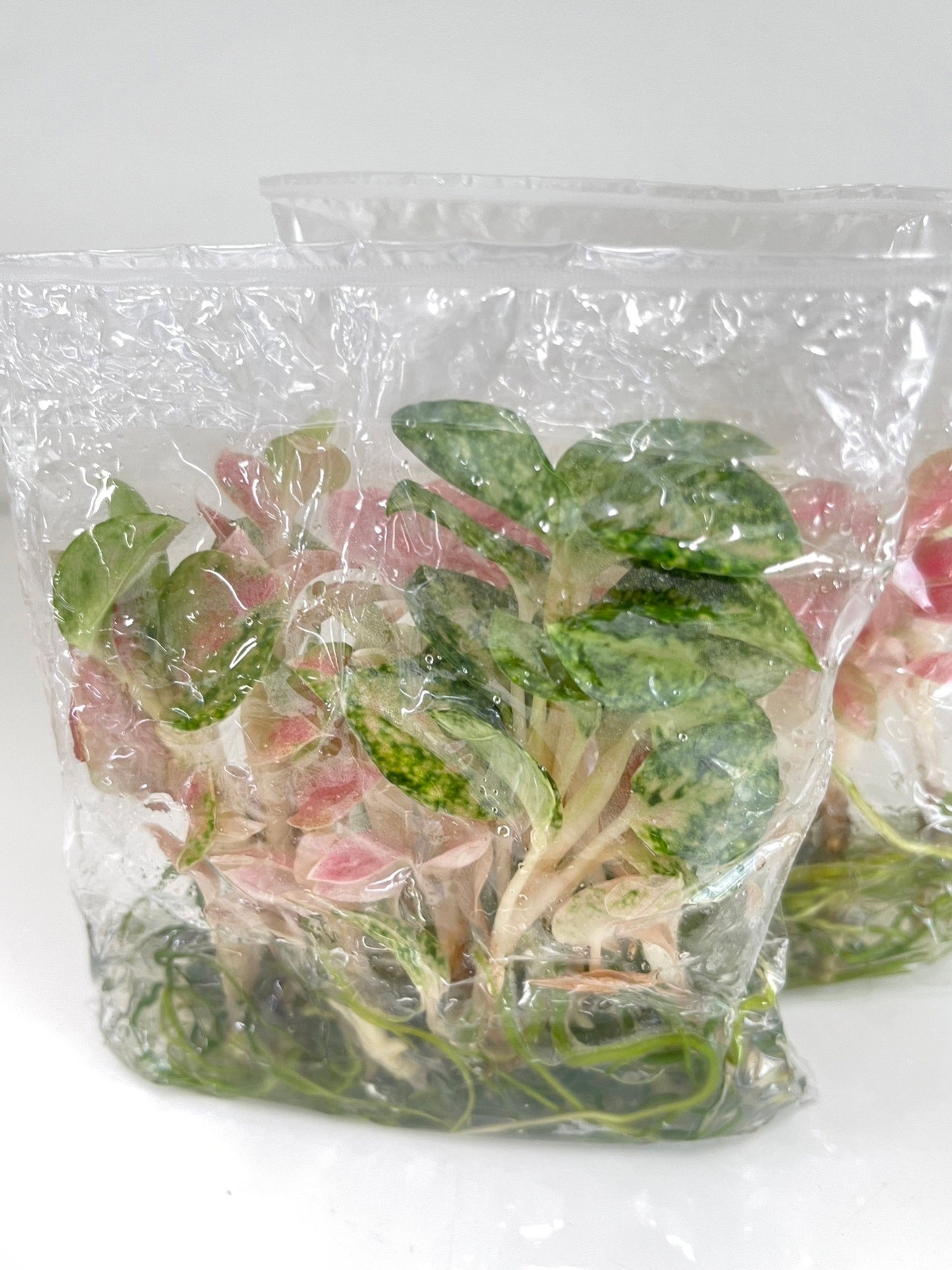 Aglaonema rainbow (Kamlaithong) Tissue Culture Plants 10 PCS.