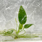 Anthurium Warocqueanum (queen) Tissue Culture Plant 1 PCS.