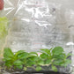 Philodendron rubrijuvenile 'El Choco red' Tissue Culture Plants 10 PCS.