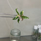 Philodendron Caramel Marble Variegated Tissue Culture Plant 1 PCS.