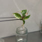 Philodendron Caramel Marble Variegated Tissue Culture Plant 1 PCS.