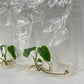 Monstera obliqua Tissue Culture Plant 1 pcs.