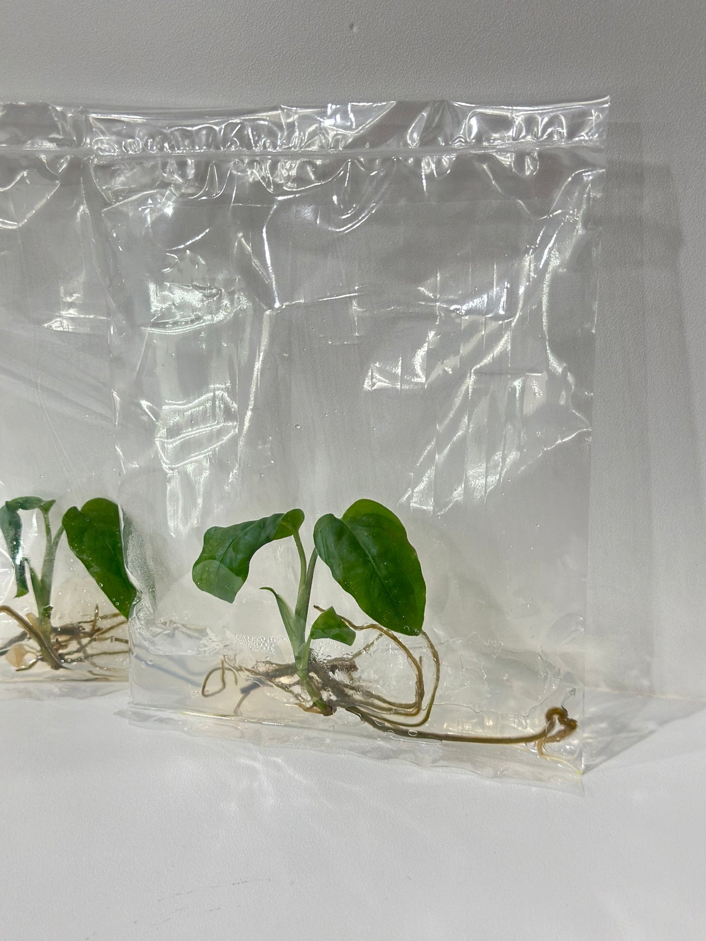 Monstera obliqua Tissue Culture Plant 1 pcs.