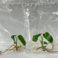 Monstera obliqua Tissue Culture Plant 1 pcs.