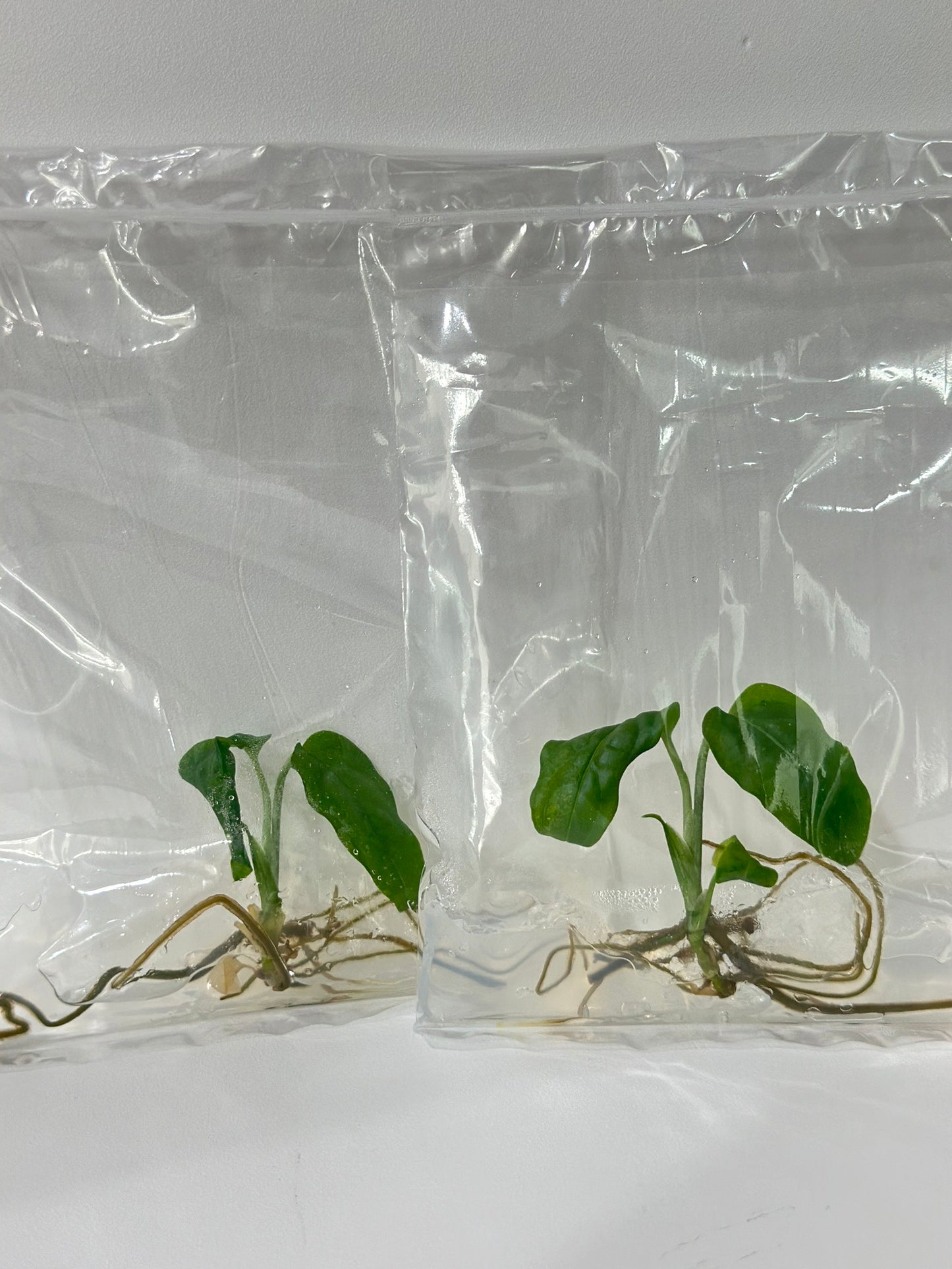 Monstera obliqua Tissue Culture Plant 1 pcs.