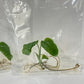 Monstera obliqua Tissue Culture Plant 1 pcs.