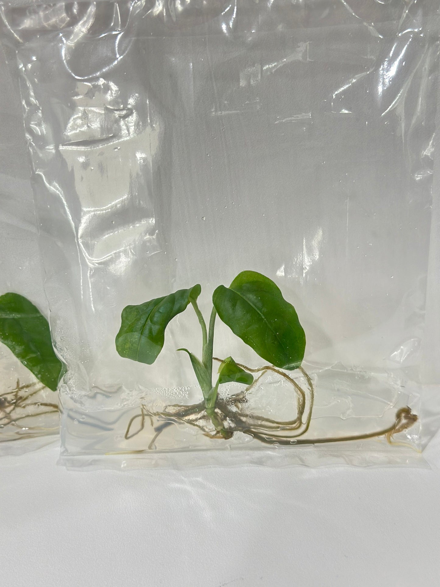 Monstera obliqua Tissue Culture Plant 1 pcs.