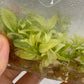 Philodendron Florida Ghost Tissue Culture Plants 10 PCS.