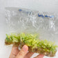 Philodendron Florida Ghost Tissue Culture Plants 10 PCS.